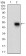 PLA2G12A Primary Antibody  MP30631T[M3H2C11]