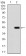 DSG3 Primary Antibody MP30632T [M6G2E2]