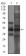 EPCAM Primary Antibody MP30635 [M3H6A6]