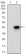 FSHB Primary Antibody MP30640T [M3C1E4]