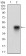 B3GALT4 Primary Antibody MP30642T [M5F12B8]