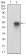 CAV2 Primary Antibody MP30645T [M5E9E2]