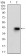 MMEL1 Primary Antibody MP30647T [M2D2H5]