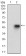 PRL Primary Antibody MP30648T [M2H10H5]