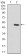PPP1CB Primary Antibody MP30653T [M6G10C1]