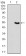 PDK2 Primary Antibody MP30655T [M3F2C4]