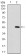 PRL Primary Antibody MP30657T [M2H10B2]