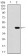 SDC1 Primary Antibody MP30658T [M1A3A3]