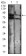 CDH16 Primary Antibody MP30659 [M6H6E2]