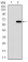 APP Primary Antibody MP30660 [M3F12F6]