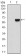 PRKCG Primary Antibody MP30662T  [M1G5B3]