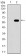 RELB Primary Antibody MP30663T [M2E4B1]