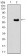 EIF2AK2 Primary Antibody MP30664 [M3A10F7]