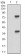 TUBE1 Primary Antibody MP30667T [M5F3B7]