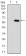 APC Primary Antibody MP30669 [M1F7G2]