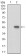 CCNE1 Primary Antibody MP30675T [M5F8C5]