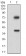TUBE1 Primary Antibody  MP30678T [M7G3B2]