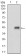 MLANA Primary Antibody  MP30682T  [M2F3B7]