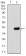 CD36 Primary Antibody MP30683T [M5B6B2]