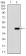 RHOF Primary Antibody MP30685T  [M1D4B6]