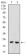 UBE2C Primary Antibody MP30693T  [M1F5D3]