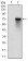 RPS6KA2 Primary Antibody MP30694T [M3C4C8]