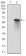 RBL2 Primary Antibody MP30695 [M2C8A8]