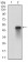 HSF1 Primary Antibody  MP30696T[M4D5F4]