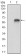 VTN Primary Antibody MP30697T [M1G11E8]