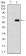VIL1 Primary Antibody MP30700T [M3E5G11]