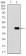 CD36 Primary Antibody MP30701T [M5B6F5]