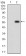 PDK2 Primary Antibody  MP30710T [M3F2D7]