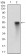 CCNA2 Primary Antibody MP30714T [M6B4D11]