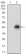 TCL1A Primary Antibody MP30715T [M2E3A5]