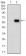 PKN1 Primary Antibody MP30717T [M4H10B1]