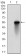 CSNK2B Primary Antibody  MP30718T [M1H8A5]
