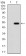PTPN1 Primary Antibody MP30721T [M4F11B9]