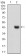 SNAI2 Primary Antibody  MP30730T [M4B6D5]