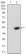 TFF2 Primary Antibody  MP30731T [M4G7C3]