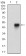ANPEP Primary Antibody  MP30732T [M1C7D7]