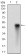 HDAC10 Primary Antibody  MP30734T [M3B6B8]