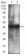 CD38 Primary Antibody MP30735 [M5C5C3]