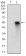 CD38 Primary Antibody MP30735T [M5C5C3]