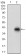 CDH17 Primary Antibody MP30737T  [M7D10E1]