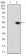 PDGFRA Primary Antibody  MP30745T[M8E12D1]