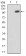 JAK2 Primary Antibody MP30747T [M5C12C9]
