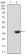 GAB1 Primary Antibody MP30748T [M5F11C8]
