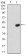 ANXA5 Primary Antibody MP30753T  [M3B9F3]