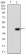 NOX4 Primary Antibody MP30754T  [M3H2G11]