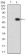 VAV2 Primary Antibody MP30757T [M3F5D3]
